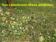 Lebensraum-Wiese-entdecken.pdf